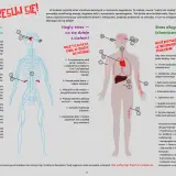 Szlak stresu krótkotrwałego: aktywacja układu współczulnego, uwalnianie adrenaliny, mobilizacja energii. Długotrwały stres prowadzi do problemów zdrowotnych.
