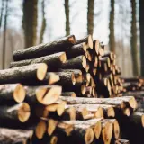 Un tas de frêne bois de chauffage empilé dans une forêt brumeuse, prêt pour l'hiver.