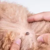Una zecca è attaccata al pelo di un cane. Si discute di rimedi naturali, come l'aceto contro le zecche, per proteggere il tuo animale domestico.