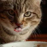 Gato atigrado saborea su pienso salvaje con la lengua fuera.