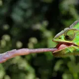 Zielony kameleon wyciąga długi, lepki język, by złapać czerwone jagody. Tak właśnie działa kameleon!
