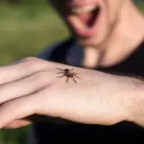 Pajęczak na dłoni wywołuje u mężczyzny panikę i krzyki, klasyczny objaw arachnofobii.