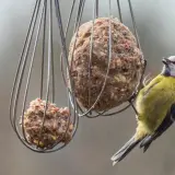 Ein Blaumeise pickt an einem Fettball, welches vogelfutter im winter.