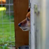 Smutny piesek wygląda z budy. Czasem trzeba podjąć trudną decyzję, jak oddać psa do schroniska, by zapewnić mu lepszą przyszłość.