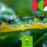 Dwa owady na żółtej, lepkiej substancji, która może być pułapką na ziemiórki.
