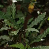 Liście calathea rufibarba o falistych brzegach, ciemnozielone z jaśniejszymi żyłkami, tworzą gęsty kobierzec w wilgotnym lesie.