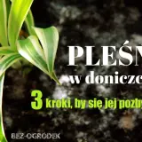 Domowe sposoby na pleśń na roślinach. Zdjęcie przedstawia zieloną roślinę w doniczce z napisem "Pleśń w doniczce - 3 kroki, by się jej pozbyć".