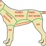 Mapa pokazuje, gdzie psy lubią być głaskane: od "Super pies!" na głowie po "Nie" na ogonie.