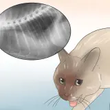 Radiografía de un gato con respiración agitada. Se observa una imagen de rayos X del tórax del felino, mostrando sus costillas y columna vertebral.