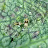 Zwei winzige Apfelbaum-Spinnmilben auf einem grünen Blatt, umgeben von ihren Eiern und feinen Gespinsten.