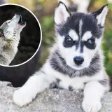 Mały husky, przyszły wilk, patrzy z zaciekawieniem. Obok wilk wyjący do księżyca.