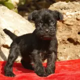 Un adorable schnauzer mini negro, con su pelaje rebelde y mirada curiosa, posa sobre una tela roja ante rocas.