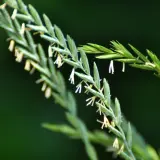 Nahaufnahme von Gräsern mit kleinen weißen Blüten. So kann man Quecke erkennen.