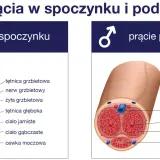 Przekrój prącia w spoczynku i podczas erekcji. Brak erekcji może być oznaką impotencji, co ilustruje obraz.