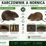 Karczownik ziemnowodny i nornica ruda - jak odróżnić szkody w ogrodzie? Stalowa siatka to skuteczna bariera przed szkodnikami, w tym karczownikami.