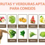 Un conejo adorable mira una tabla que muestra qué frutas pueden comer los conejos: manzanas, melón, sandía, pera, lechuga, acelga, espinaca, rúcula y escarola.