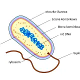 Schemat budowy bakterii: otoczka śluzowa, ściana komórkowa, błona komórkowa, cytoplazma z nicią DNA, rybosomy i rzęska.