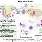 Schemat przedstawia model doświadczalny, gdzie CHI-MP z M. bovis BCG i H. pylori podano doustnie, wywołując lokalne i systemowe efekty, w tym proliferację komórek i odpowiedź immunologiczną.