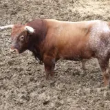 Toro bravo en el campo, listo para la lidia. Aprende como hacer divisas taurinas con este ejemplar.