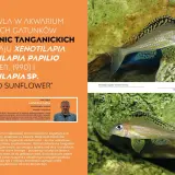 Pielęgnica Xenotilapia papilio z jeziora Tanganika, z charakterystycznym wzorem na płetwach.