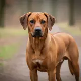 Ein stolzer afrikanischer Jagdhund steht auf einem Waldweg. Sein glänzendes, rotbraunes Fell und seine aufmerksamen Augen strahlen Kraft und Intelligenz aus.