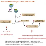 Diagrama muestra cómo indol-3-carbinol (I3C) y DIM inhiben vías de señalización estrogénica, reduciendo proliferación y metástasis.