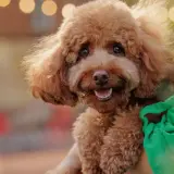Adorable caniche marrón, un ejemplo de perros que no sueltan pelo, sonríe felizmente mientras es abrazado.