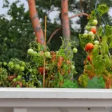 Reife und grüne Tomaten an Pflanzen im Wintergarten, die an Stöcken befestigt sind.