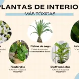 Plantas venenosas para gatos: lirios (mortal), palma de sagú (extremadamente tóxica), filodendro, diffenbachia y lirio de la paz (moderado).