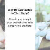 Close-up of a sleeping cat's face. Text asks, "Why Do Cats Twitch in Their Sleep?" and "Can cats have nightmares?