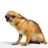 Mały piesek chihuahua w pozie jak do saneczkowania u psa, z zaciekawieniem spogląda w bok.