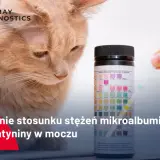 Badanie stosunku mikroalbuminy do kreatyniny w moczu kota. Test paskowy do analizy moczu.