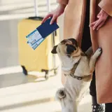Pies w samolocie? Ten mops z pewnością cieszy się z podróży, trzymając się właścicielki przy żółtej walizce.