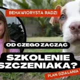 Szkolenie szczeniaka: Praktyczny przewodnik krok po kroku