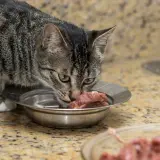 Kot zjada surowe mięso z miski. Czy kot może jeść surowe mięso? Tak, to naturalny pokarm dla kotów.