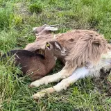 Une petite chèvre brune, l'air effrayée, se blottit contre une chèvre plus grande dans l'herbe.