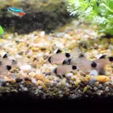 Małe rybki panda, z czarnymi plamkami, pływają po dnie akwarium pełnym kamyków.