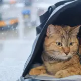 Kot w transporterze czeka na podróż. W tle widać lotnisko, a deszcz pada na szybę. Wszystko gotowe, nawet paszport dla kota.