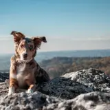 Pies z niebieskimi oczami odpoczywa na skale w Pieninach, podziwiając jesienny krajobraz.