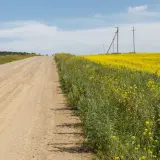Droga gruntowa przez pole rzepaku, słupy energetyczne. Służebność drogi problemy z dostępem do pól.