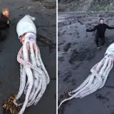 Dwóch mężczyzn na plaży obok gigantycznej kałamarnicy, największego bezkręgowca świata.