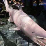 Un espeluznante tiburón duende, con su hocico largo y dientes afilados, se exhibe en un museo.