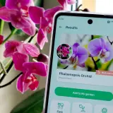 Aplikacja do rozpoznawania roślin identyfikuje fioletową orchideę Phalaenopsis.