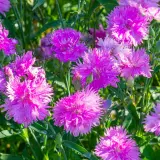 Un parterre de fleurs œillets roses éclatants, parsemées de gouttes de rosée, sous un soleil doux.