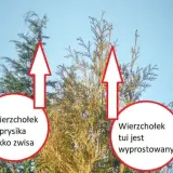 Kiedy przesadzać tuje, aby uniknąć ich usychania i stresu?