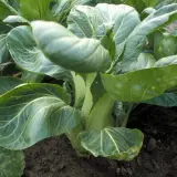 Frisch gewachsener Pak Choi im Beet. Die grünen Blätter und hellen Stiele zeigen, wie gut der Pak Choi angebaut wird.