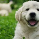 Idealne imię dla golden retrievera: 100+ inspiracji i porad