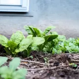 Små gröna potatisplantor växer i jorden. Det är början på att odla potatis för en kommande skörd.