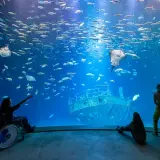 Największe oceanarium w Niemczech: Ozeaneum w Stralsundzie czeka na Ciebie