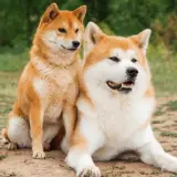 Akita czy Shiba? Porównanie ras, które pomoże Ci wybrać psa
